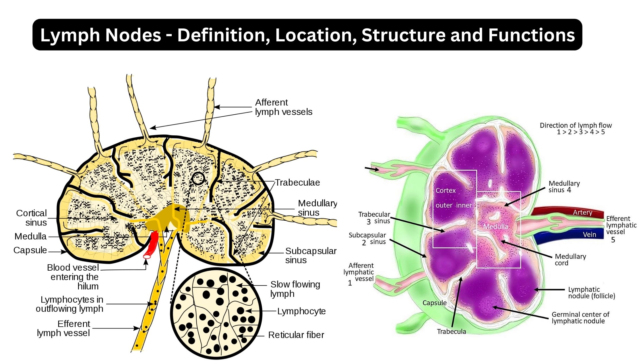 Lymph Nodes - Definition, Location, Structure and Functions