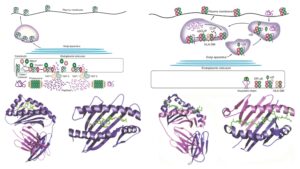 Antigen Processing, and Presentation – MHC Class I, Class II,