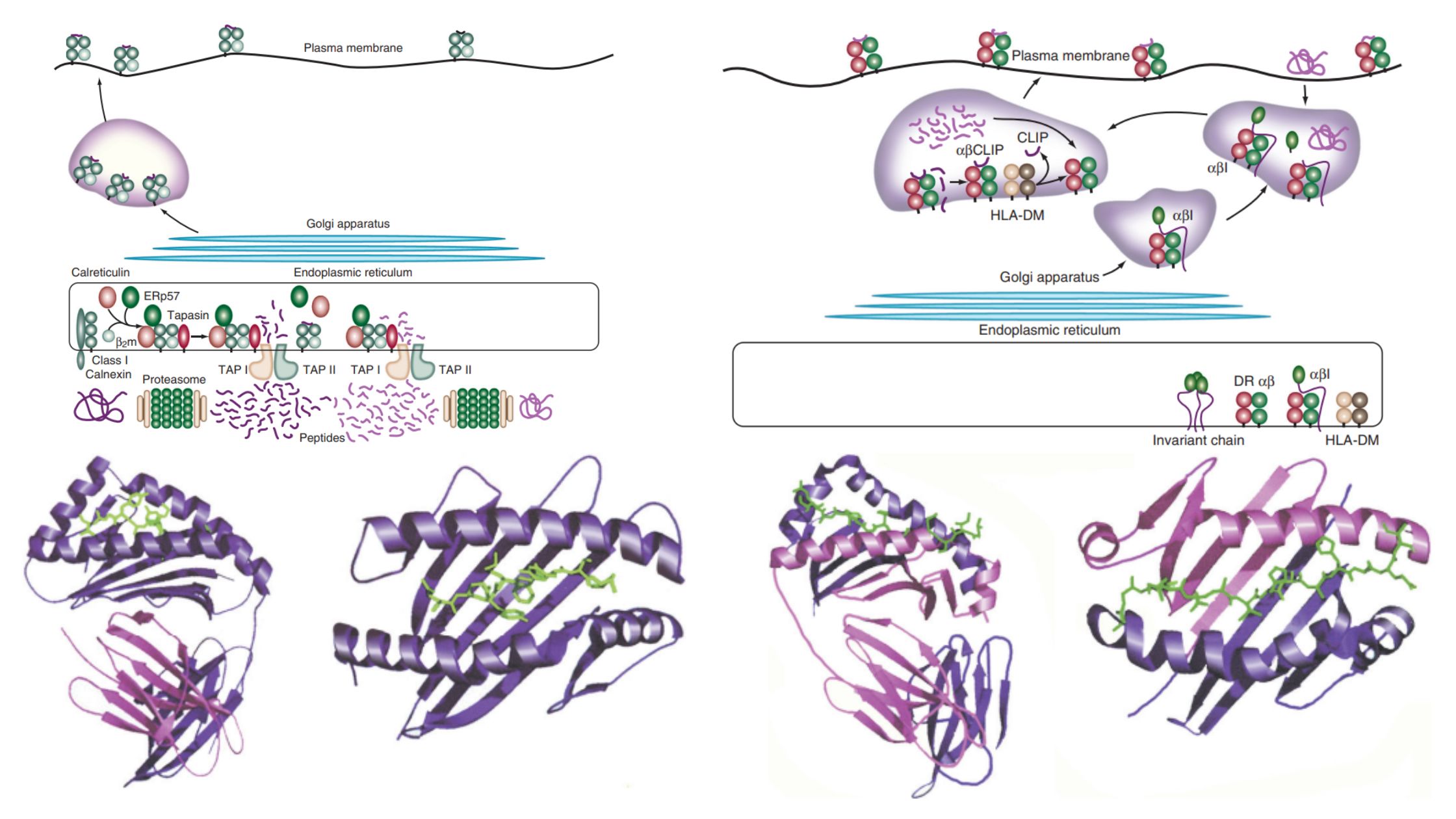 Antigen Processing, and Presentation - MHC Class I, Class II,