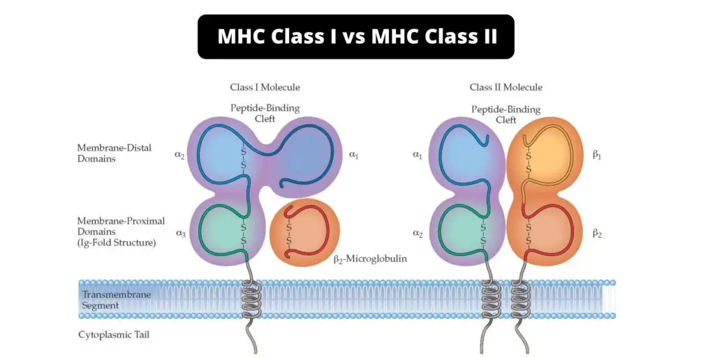 Difference between MHC Class I and MHC Class II - MHC Class I vs MHC ...