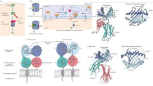 MHC Molecules (Major Histocompatibility Complex) – Definition, Properties, Class, Types, Pathways