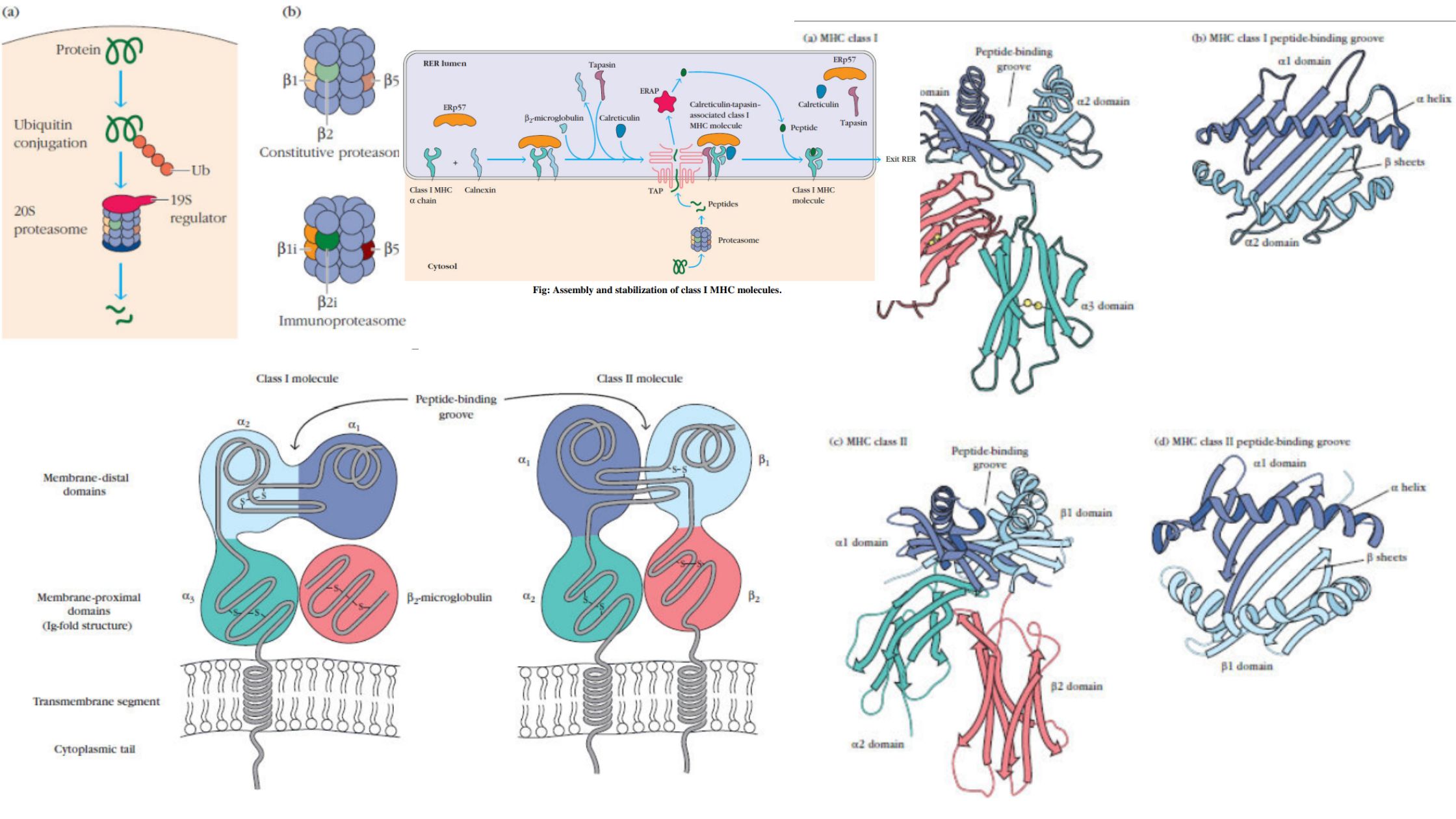 MHC Molecules (Major Histocompatibility Complex) - Definition, Properties, Class, Types, Pathways