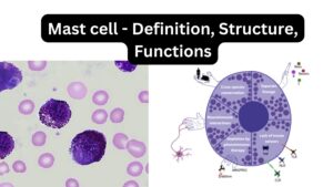 Mast cell – Definition, Structure, Functions