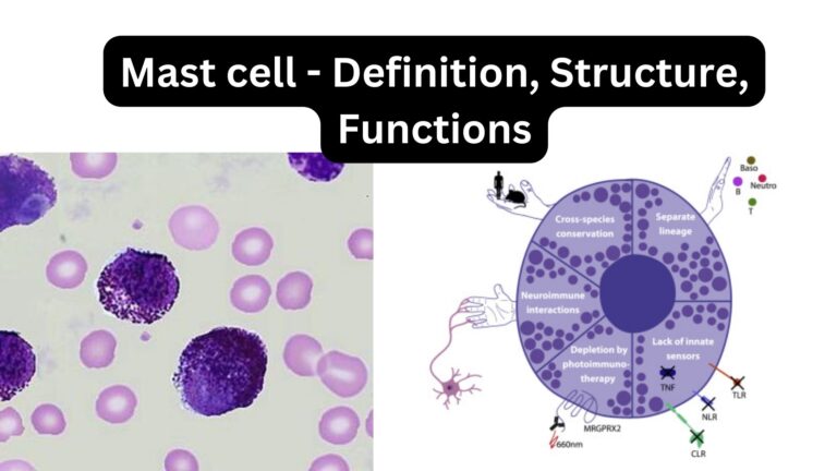 Mast cell - Definition, Structure, Functions