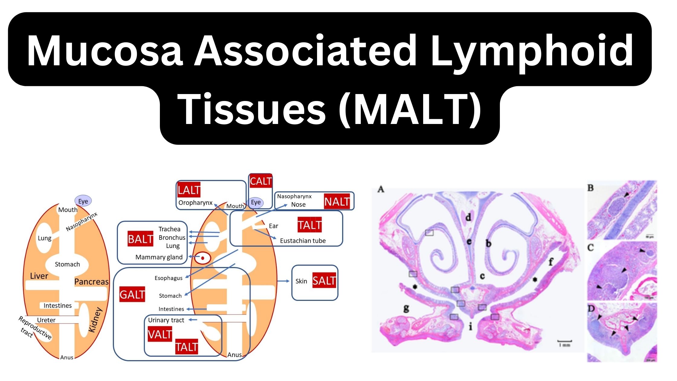 Mucosa Associated Lymphoid Tissues (MALT) - Definition, Features, Structure, Functions and Examples