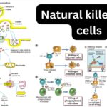 Natural killer (NK) cells – Definition, Structure, Function, Mechanism