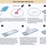Onion Peel Cell Experiment Procedure