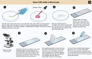 Onion Cells Under a Microscope