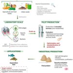 Single Cell Protein (SCP) – Definition, Sources, Production, Uses