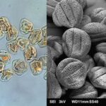 Pollen Under The Microscope