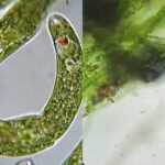 Pond Water Under the Microscope