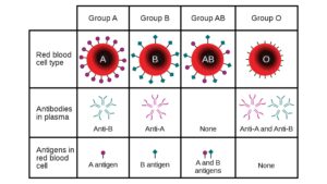 Rh Blood Group System – Definition, Antigens, Antibody