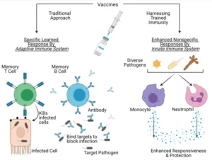 Non-Specific Immune Response – Definition, Mechanism