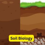 Soil Biology - Definition, Types, Proterties, Importance