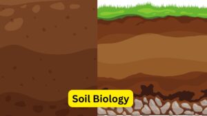 Soil Biology – Definition, Types, Proterties, Importance