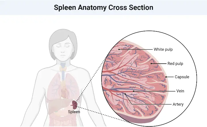 Spleen - Definition, Location, Structure and Functions