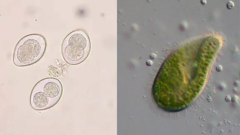 Sporozoa - Definition, Examples, Classification and Characteristics