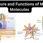 Major Histocompatibility Complex I - Definition, Structure, Mechanism, Functions