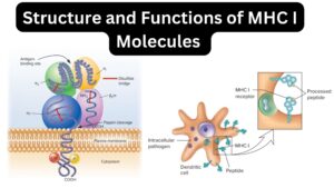 Major Histocompatibility Complex I – Definition, Structure, Mechanism, Functions