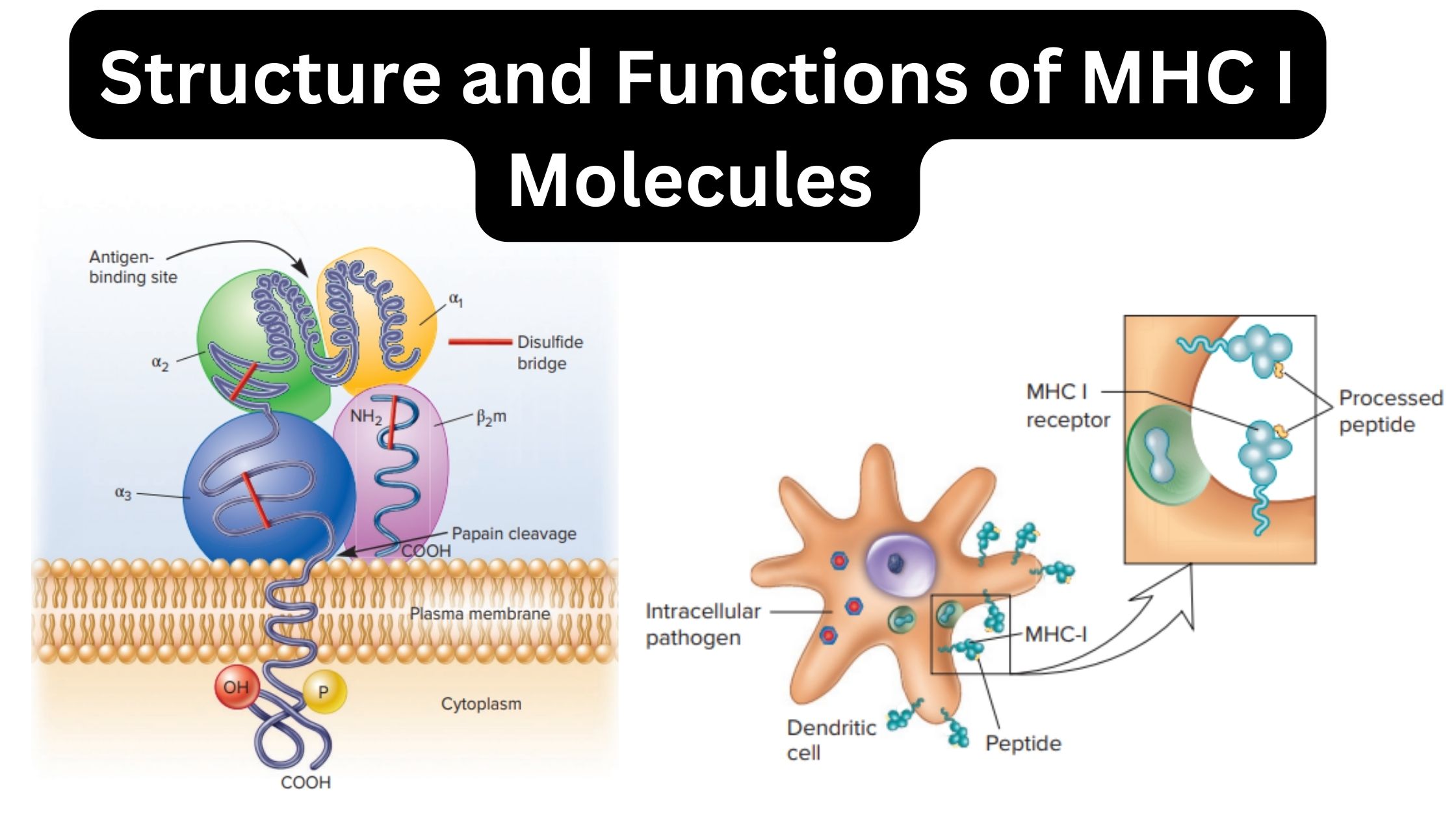 Major Histocompatibility Complex I - Definition, Structure, Mechanism, Functions