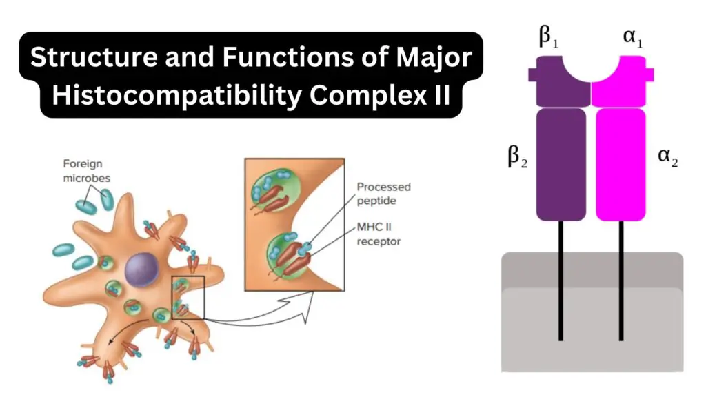 Major Histocompatibility Complex II (MHC II molecules) - Structure ...