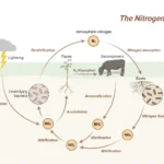 Nitrogen Cycle - Definition, Steps, Importance, Examples