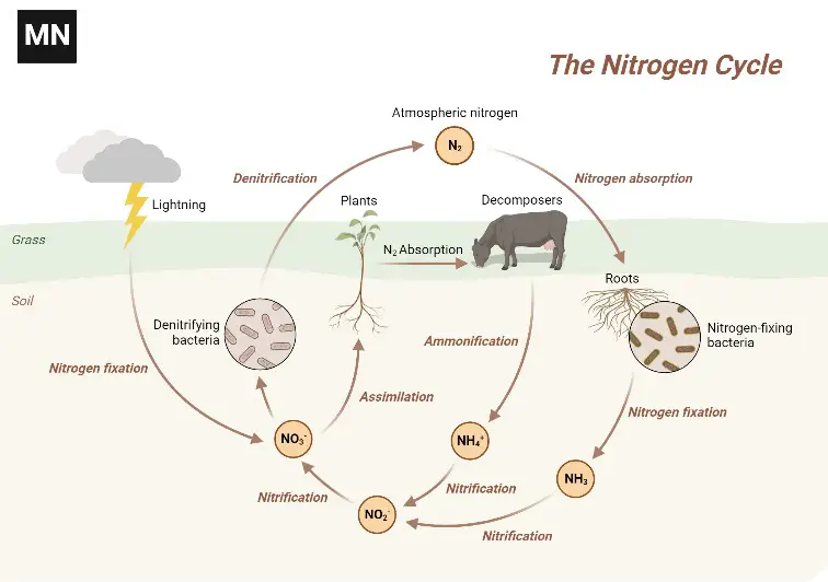 Nitrogen Cycle - Definition, Steps, Importance, Examples