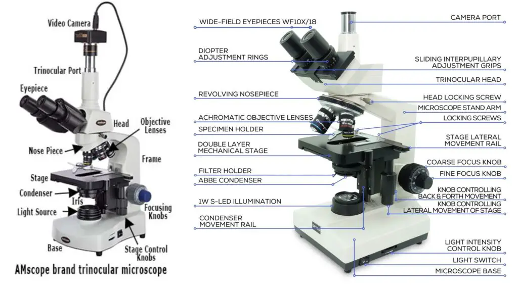 Trinocular Microscope - Definition, Principle, Parts, Protocol, Uses ...