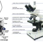 Trinocular Microscope - Definition, Principle, Parts, Protocol, Uses