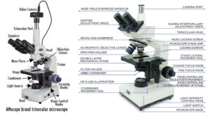 Trinocular Microscope – Definition, Principle, Parts, Protocol, Uses