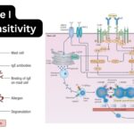 Type 1 (Anaphylactic) Hypersensitivity Reaction - Definition, Mechanism, Examples