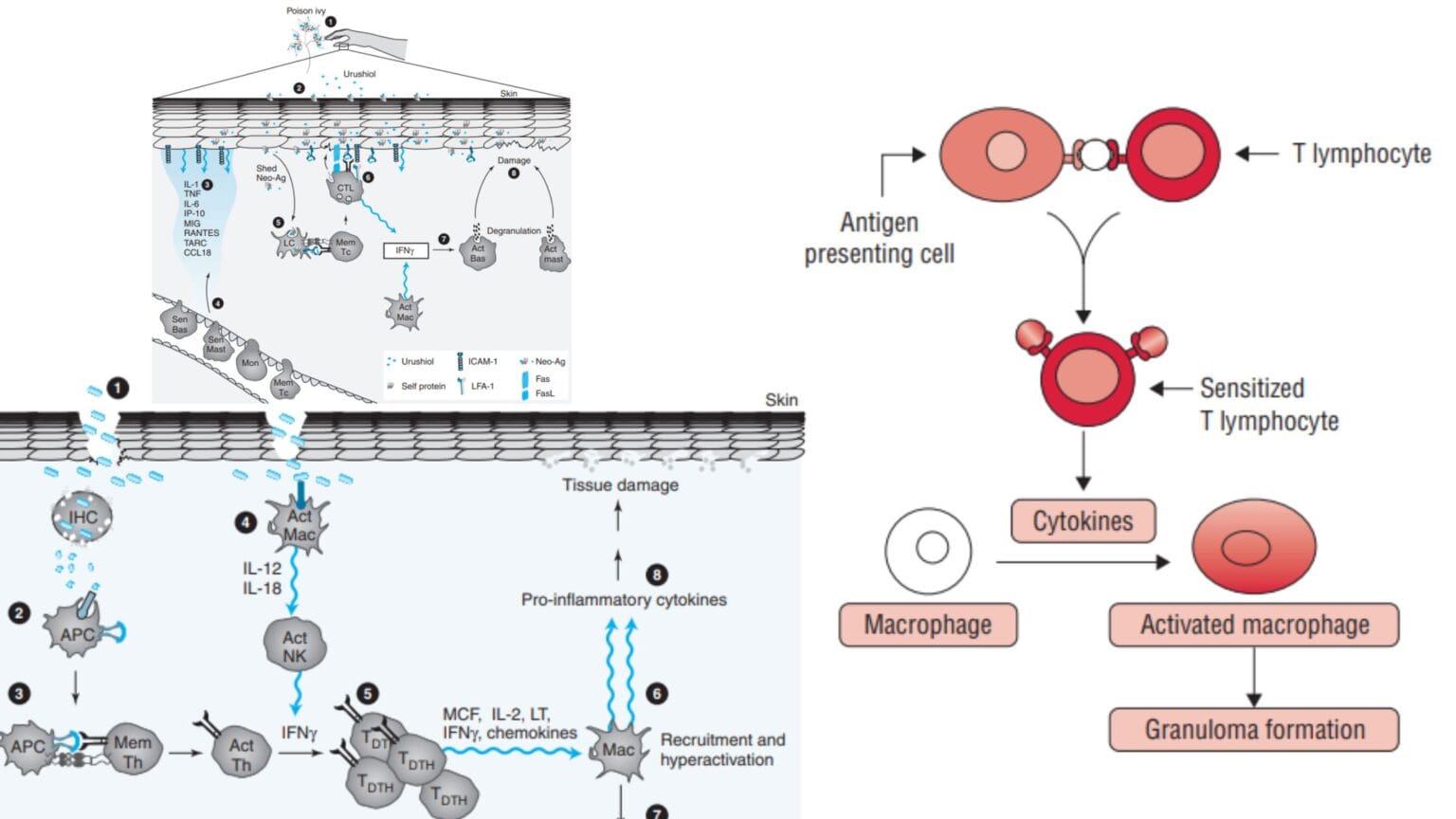 Mechanism of Action of Antiviral Drugs - Biology Notes Online