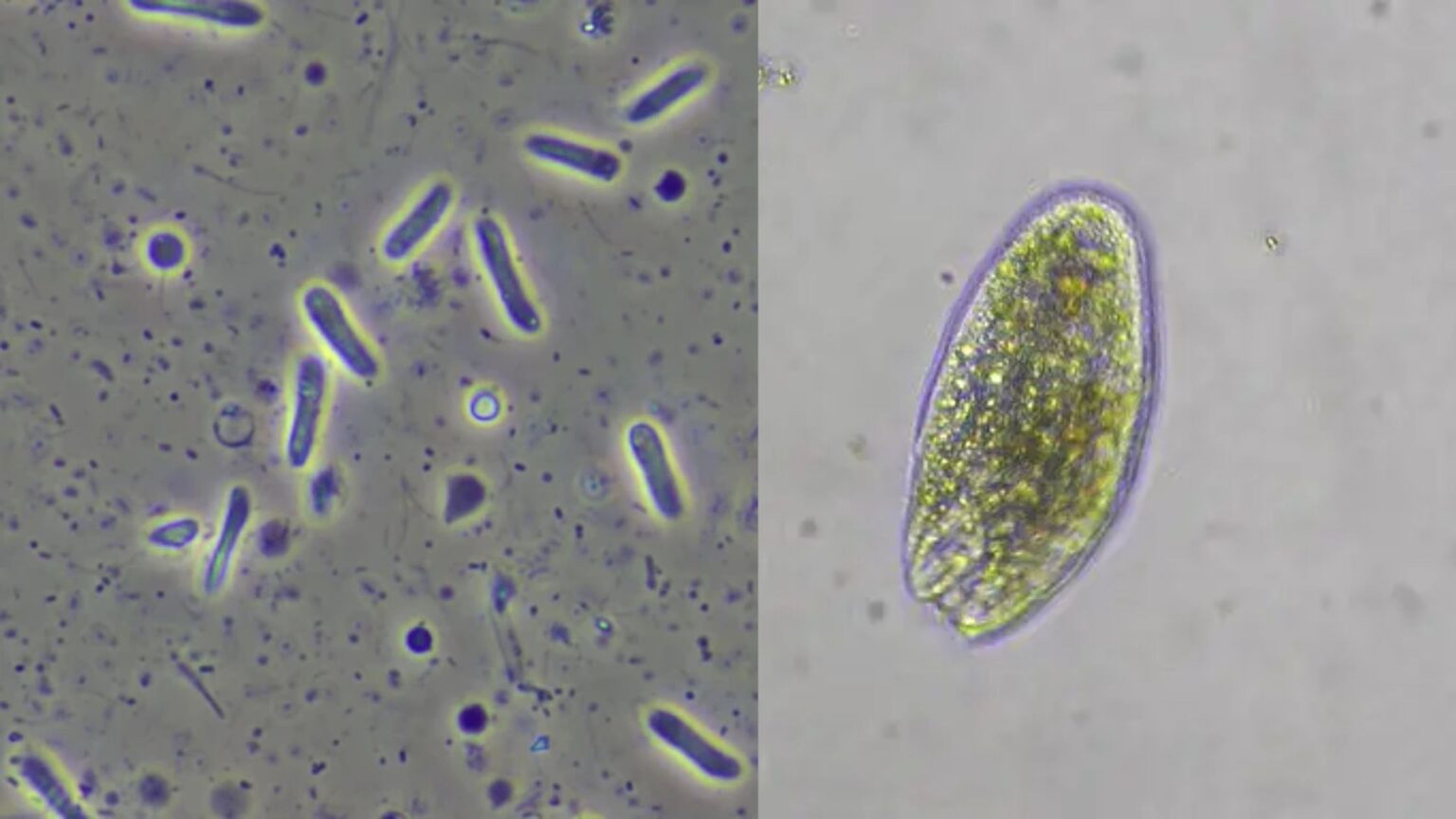 Microorganisms and their Habitats - Biology Notes Online