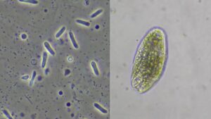 Types of Microorganisms In Pond Water