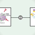 20 Difference between Antigen and Antibody - Antigen vs Antibody