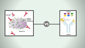 20 Difference between Antigen and Antibody – Antigen vs Antibody