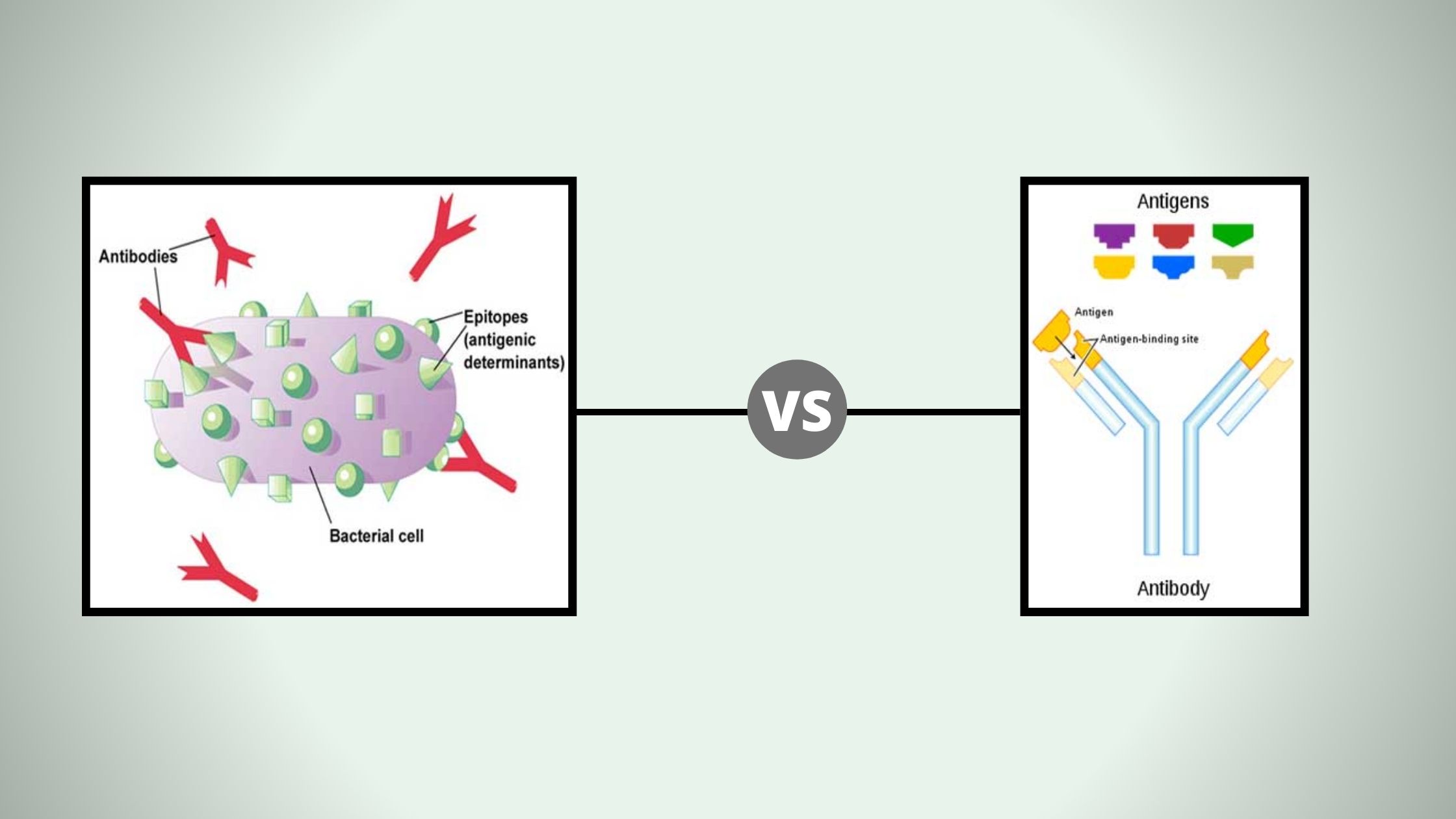 20 Difference between Antigen and Antibody - Antigen vs Antibody