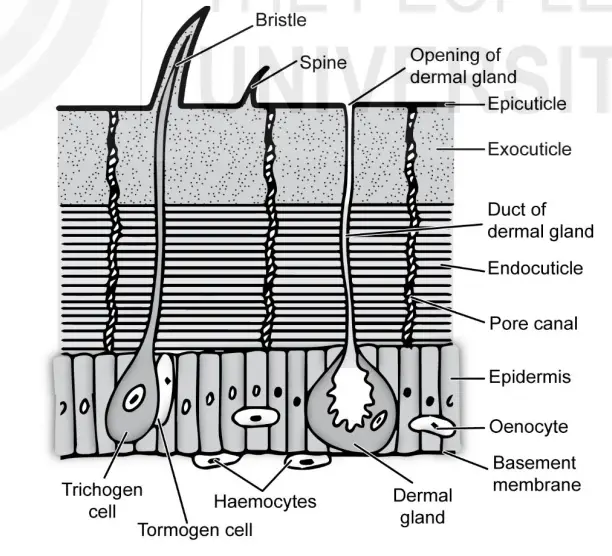 Section through the bodywall of Cockroach (after R. F. Chapman, 4th ed.,1998).