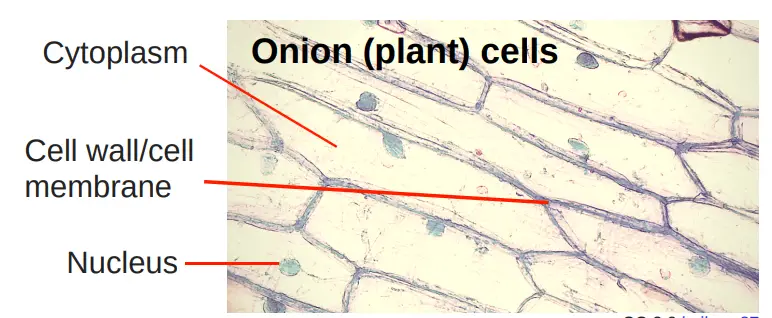 Onion Under A Microscope Red Onion Cells Light Micrograph Stock Onion Under A Microscope Red Onion Cells Light Micrograph Stock