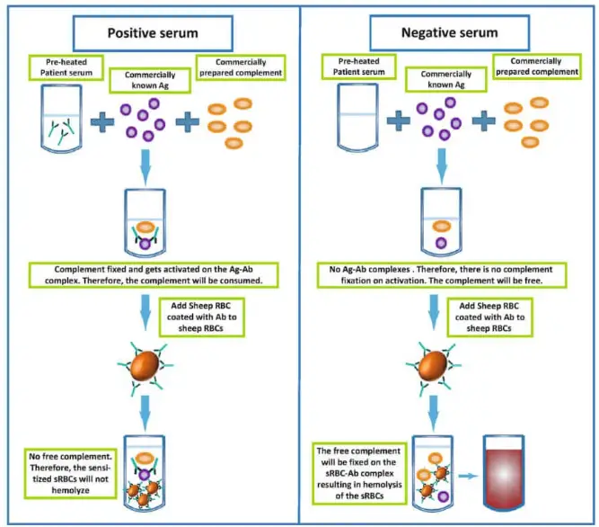 Complement Fixation Test - Principle, Types, Procedure, Results ...