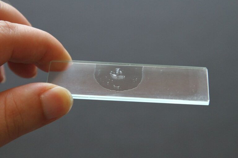 Microscope Slides Preparation Step By Step Guide