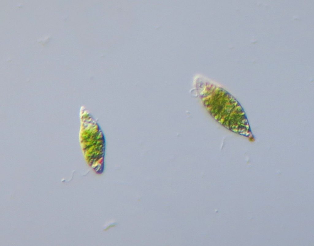 Euglena Under Microscope - 400x
