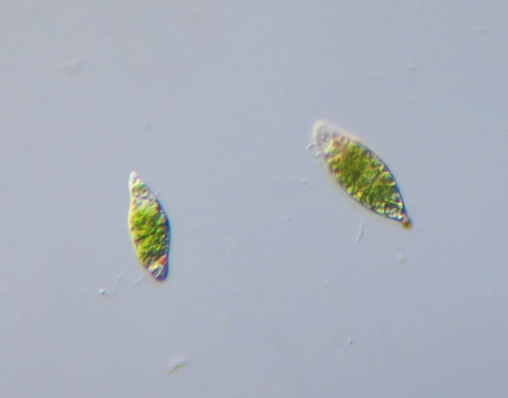 Euglena Under Microscope - 400x
