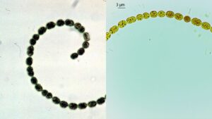 Anabaena - Definition, Structure, Reproduction, Importance
