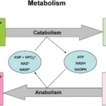 Anabolism vs Catabolism - Differences Between Anabolism and Catabolism