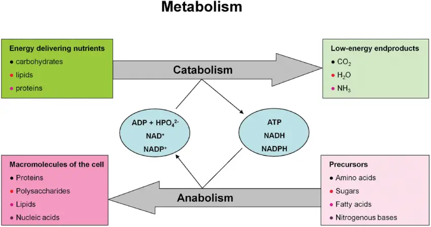 Anabolism vs Catabolism - Differences Between Anabolism and Catabolism