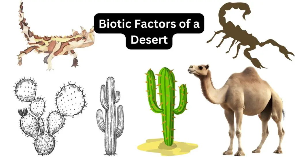 Biotic Factors of a Desert - Biology Notes Online