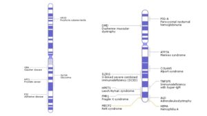 Chromosome Mapping – Definition, Types, Steps, Unit, Importance