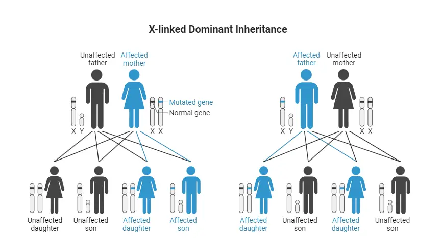 Codominance - Definition, Examples, Importance