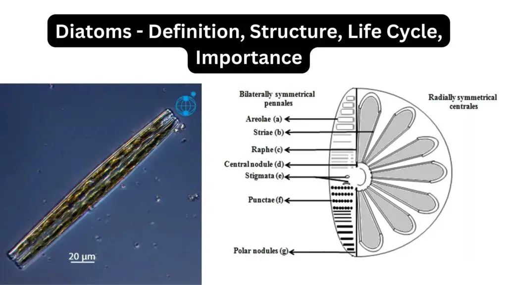 Diatoms - Definition, Structure, Life Cycle, Importance - Biology Notes ...